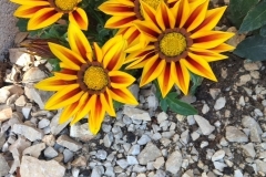 010